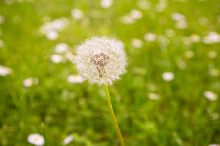 Dandelion on meadowの写真素材
