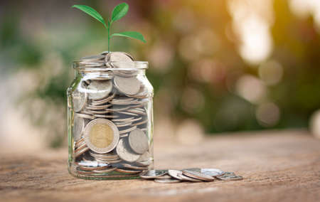 Plant is growing in a jar with coins.Showing the idea of â€‹â€‹collecting small items for...