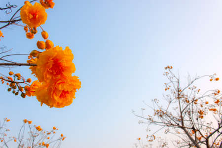 Yellow silk cotton with blue sky on a clear day.の写真素材