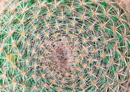 Top view of spines on green cactus. Background green cactus with thorn