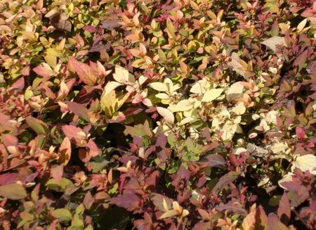 autumnの写真素材