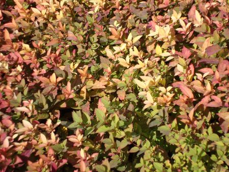 autumnの写真素材