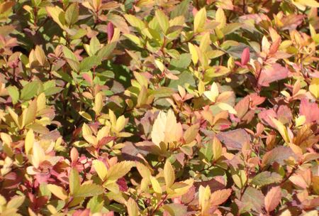 autumnの写真素材