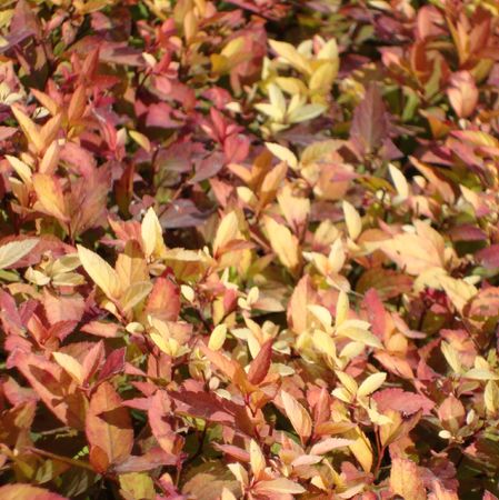 autumnの写真素材