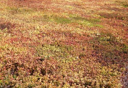 autumnの写真素材