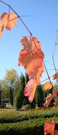 autumnの写真素材