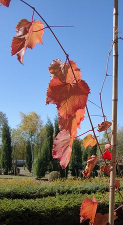 autumnの写真素材