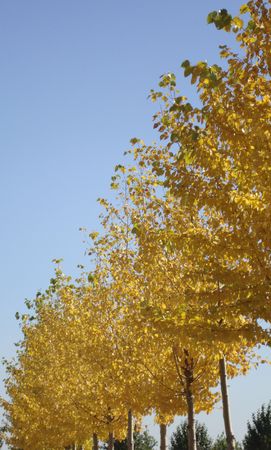 autumnの写真素材