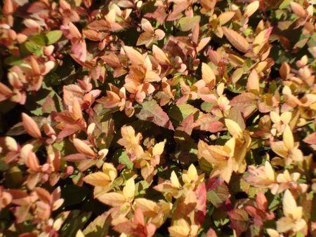 autumnの写真素材