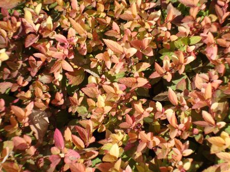 autumnの写真素材