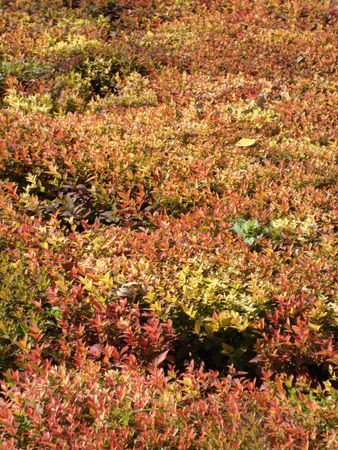 Autumnの写真素材