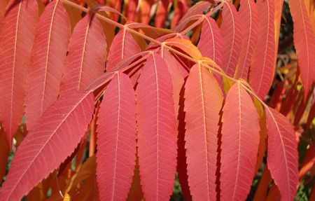 autumnの写真素材