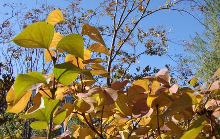 autumnの写真素材