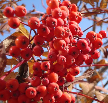 autumnの写真素材