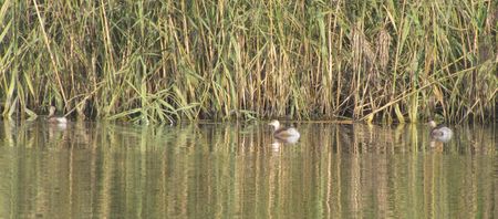Ducks swimming in the waterの写真素材