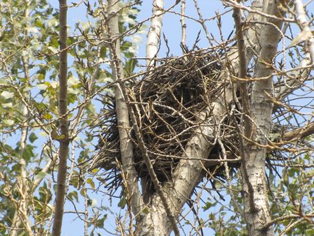 Closeup of treesの写真素材