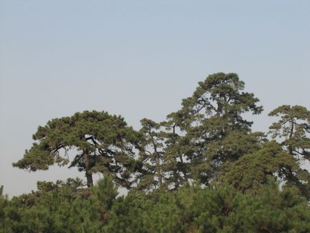 Closeup of pinesの写真素材