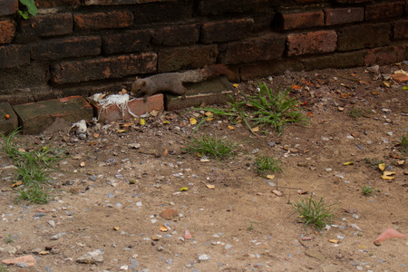 Squirrels eatingの写真素材