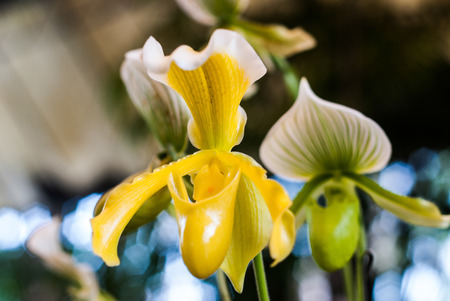 Close up of lady slipper orchidの写真素材