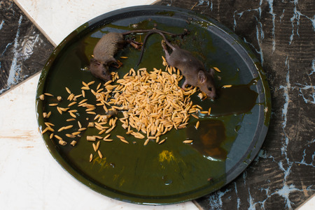 Two rats died from being trapped in a glue trap mice using grain as baitの写真素材