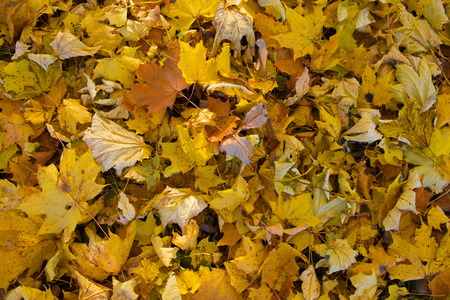 Colorful autumn leaveの写真素材