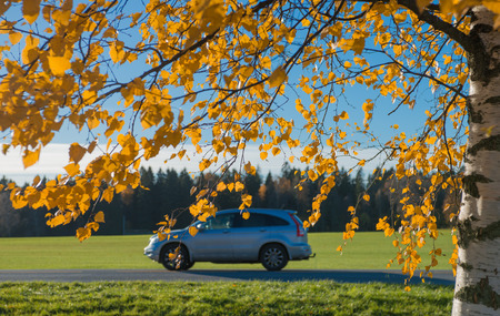 Colorful autumn leaveの写真素材