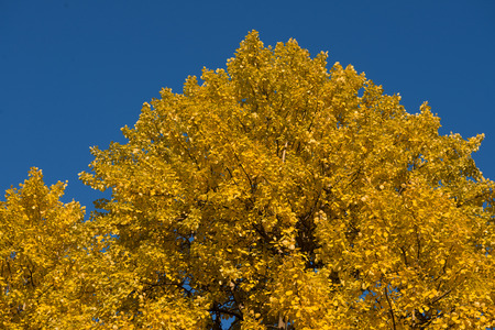 Colorful autumn leaveの写真素材