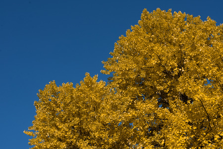 Colorful autumn leaveの写真素材