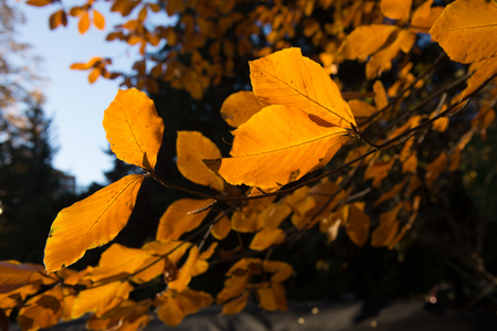 Colorful autumn leaveの写真素材