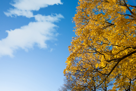 Colorful autumn leaveの写真素材