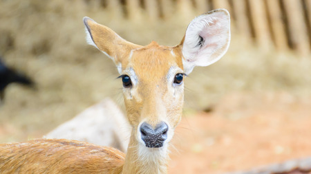 Wild deer looking curiously on me when I snap it.の写真素材
