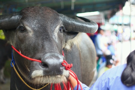 Rayong Buffalo Racing,Thailand の素材