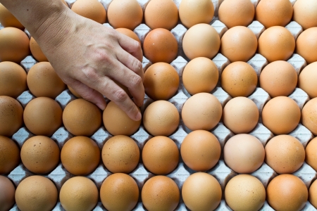 Brown chicken eggs in the ovaries of paperの写真素材