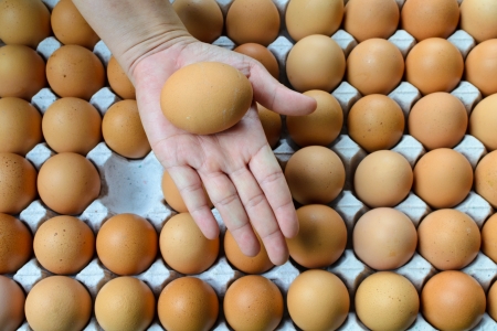 Brown chicken eggs in the ovaries of paperの写真素材