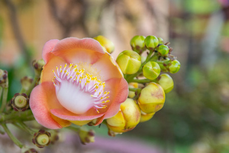 Cannon Ball Tree Flower beautiful pink bloom's pollenの写真素材