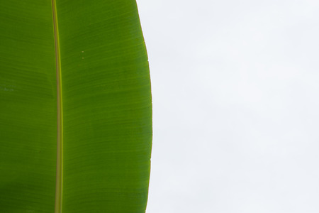 Green banana leaf on a white background.の写真素材