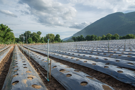 Preparation of planting Chili, cover the soil with plastic.の写真素材