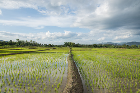 Paddy with blue sky and white clouds.の写真素材