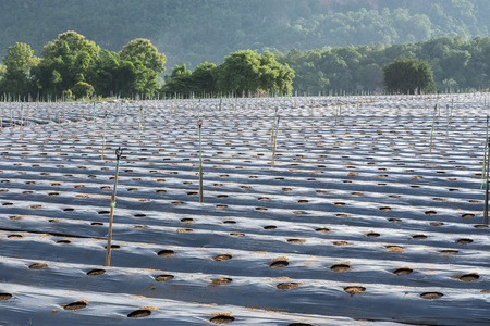 Preparation of planting Chili, cover the soil with plastic.の写真素材