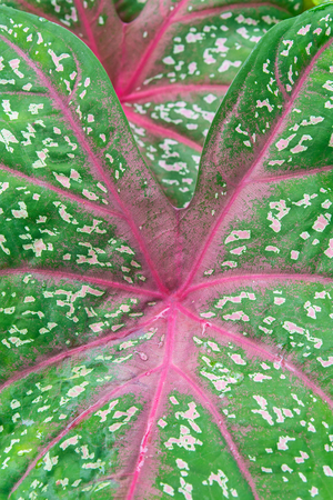Closeup leaf beautiful green and pink.の写真素材