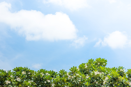 Bright blue sky with clouds and Leelawadee trees.の写真素材
