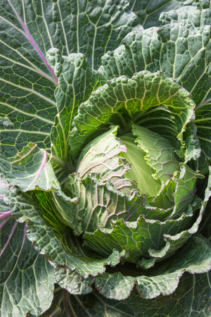 Green cabbage fresh raw material for cooking.の写真素材