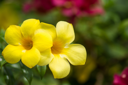 Yellow flowers in vivid colorsの写真素材