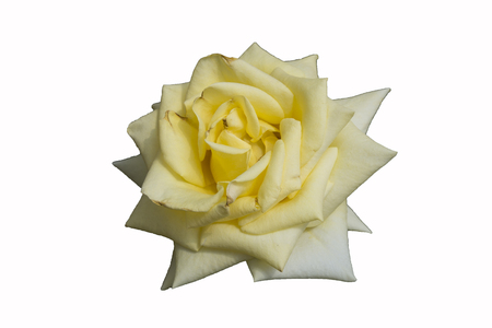 Yellow roses on a white background.の写真素材