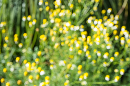 Yellow flowers focus blur background.の写真素材