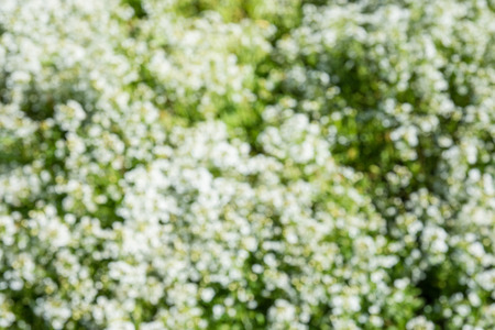 White flowers blurred background