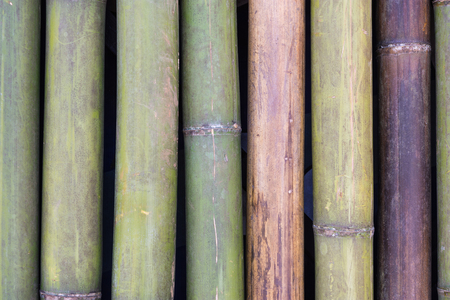 Background, bamboo, green, brown, sorted vertically.の写真素材