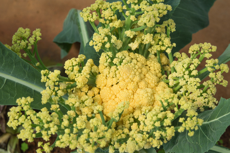 Cauliflower, yellow and green leaves.の写真素材