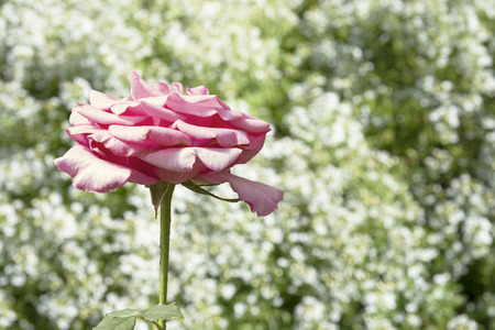 Pink roses on the wallpaper in the flower garden.の写真素材