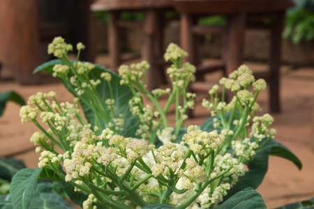 Cauliflower, yellow and green leaves.の写真素材